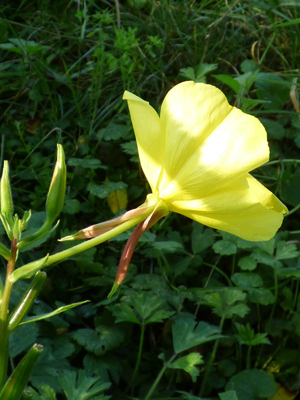 Oenothera glazioviana